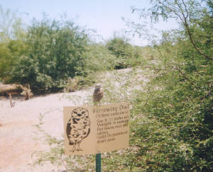 burrowingowl.jpg