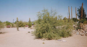 cactusinriparian.jpg